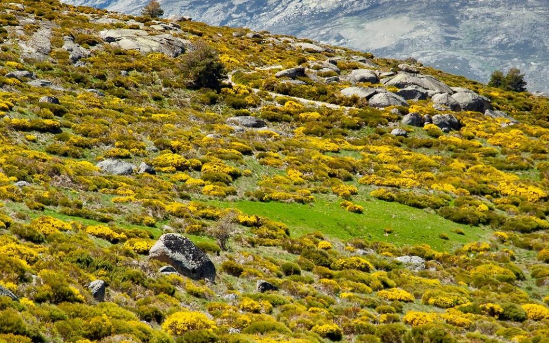 Gredos en Flor: la primavera florece con fuerza en la Sierra de Gredos